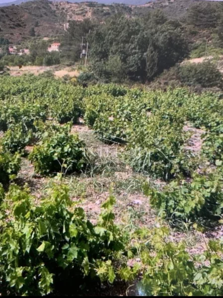 Agriculture Land In Mandria For Sale (7693 Sq.m)