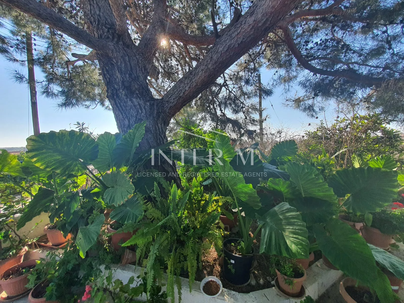 Residential Land And Small House For Sale In Pachna (2 Bedroom) φωτογραφία 43